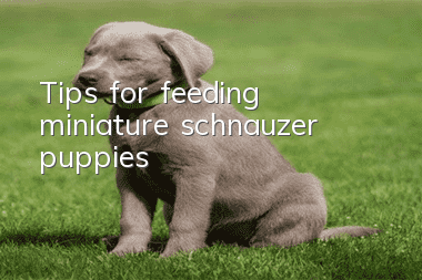 Tips for feeding miniature schnauzer puppies