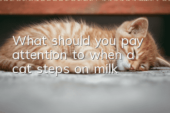 What should you pay attention to when a cat steps on milk?