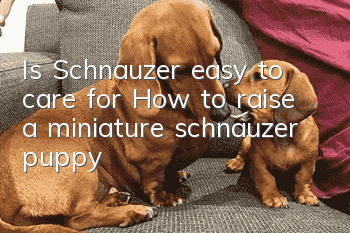 Is Schnauzer easy to care for? How to raise a miniature schnauzer puppy