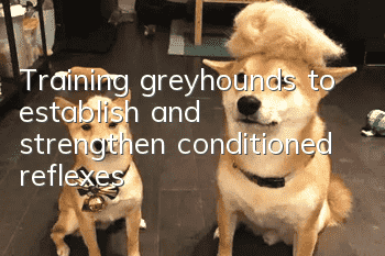 Training greyhounds to establish and strengthen conditioned reflexes