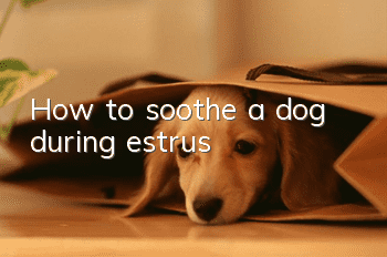 How to soothe a dog during estrus