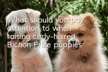 What should you pay attention to when raising curly-haired Bichon Frize puppies?