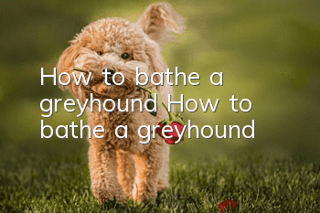 How to bathe a greyhound? How to bathe a greyhound