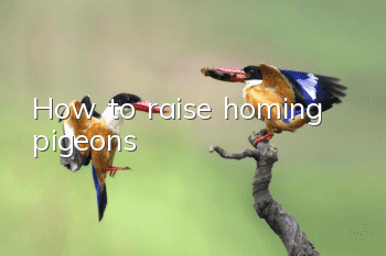 How to raise homing pigeons