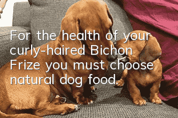 For the health of your curly-haired Bichon Frize, you must choose natural dog food.
