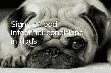 Signs of bad intestinal conditions in dogs