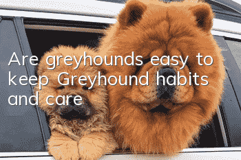 Are greyhounds easy to keep? Greyhound habits and care