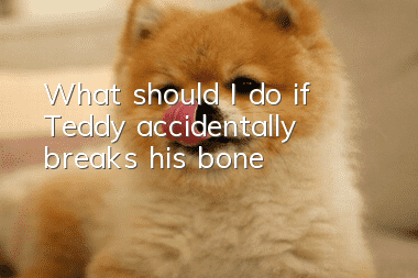 What should I do if Teddy accidentally breaks his bone?