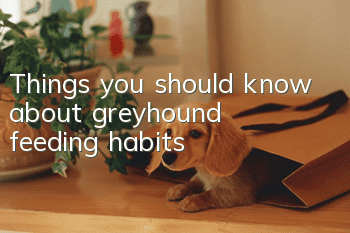 Things you should know about greyhound feeding habits