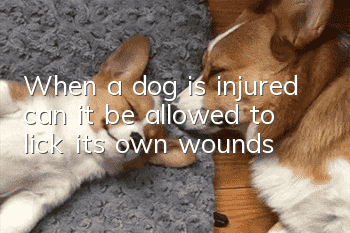 When a dog is injured, can it be allowed to lick its own wounds?