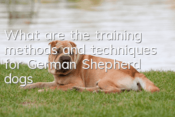 What are the training methods and techniques for German Shepherd dogs?