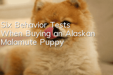 Six Behavior Tests When Buying an Alaskan Malamute Puppy