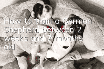 How to train a German Shepherd between 2 weeks and 7 months old?