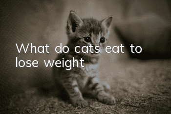What do cats eat to lose weight?