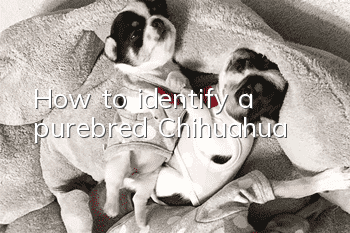 How to identify a purebred Chihuahua?