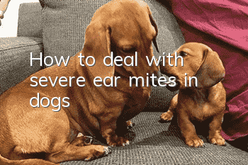 How to deal with severe ear mites in dogs?