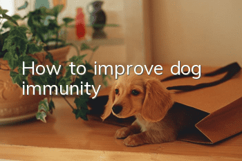 How to improve dog immunity
