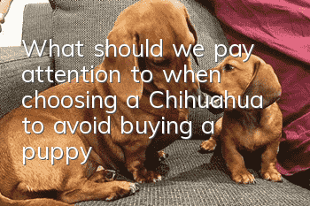 What should we pay attention to when choosing a Chihuahua to avoid buying a puppy?