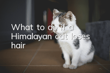 What to do if a Himalayan cat loses hair