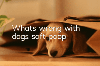 What’s wrong with dogs’ soft poop?