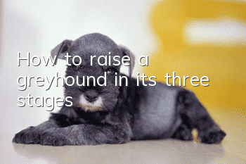 How to raise a greyhound in its three stages?