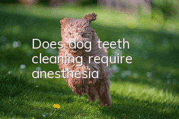 Does dog teeth cleaning require anesthesia?