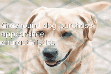 Greyhound dog purchase appearance characteristics