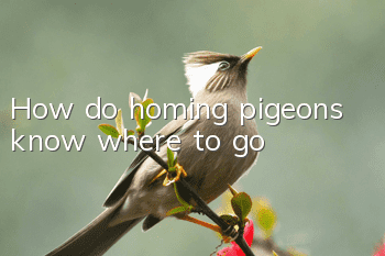 How do homing pigeons know where to go?