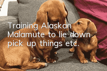 Training Alaskan Malamute to lie down, pick up things, etc.