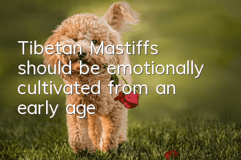 Tibetan Mastiffs should be emotionally cultivated from an early age