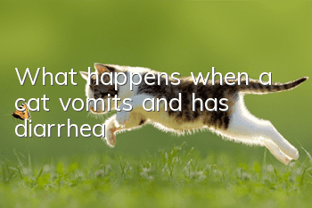 What happens when a cat vomits and has diarrhea?