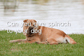 Can you give spinach to your dog?