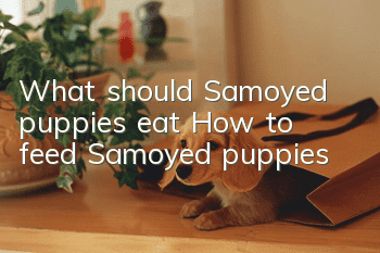 What should Samoyed puppies eat? How to feed Samoyed puppies
