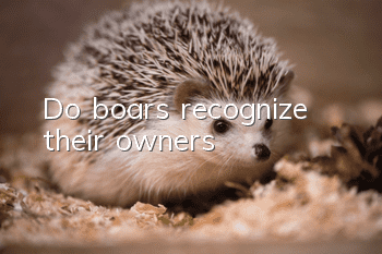 Do boars recognize their owners?