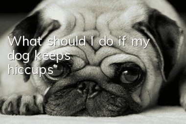 What should I do if my dog keeps hiccups?