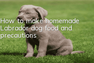 How to make homemade Labrador dog food and precautions