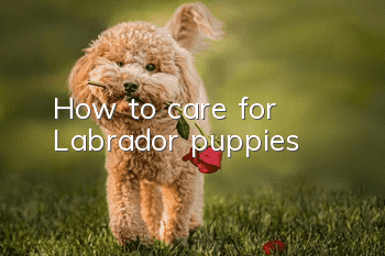 How to care for Labrador puppies?