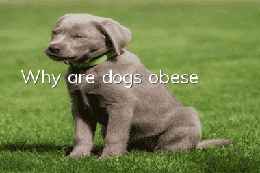 Why are dogs obese?