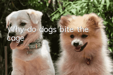 Why do dogs bite the cage?