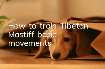 How to train Tibetan Mastiff basic movements