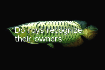 Do rays recognize their owners?