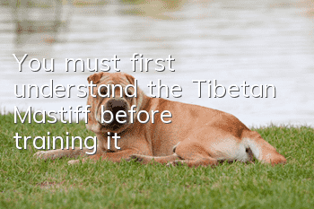 You must first understand the Tibetan Mastiff before training it