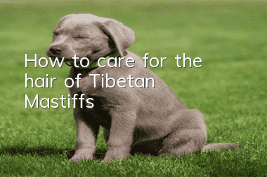 How to care for the hair of Tibetan Mastiffs