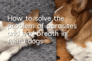 How to solve the problem of parasites and bad breath in Akita dogs