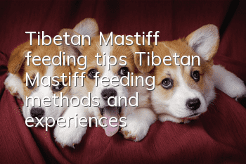 Tibetan Mastiff feeding tips, Tibetan Mastiff feeding methods and experiences