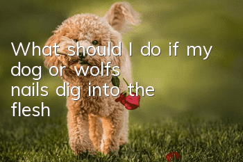 What should I do if my dog or wolf’s nails dig into the flesh?