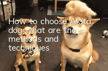 How to choose Akita dog, what are the methods and techniques?