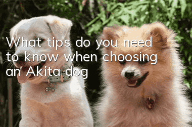 What tips do you need to know when choosing an Akita dog?