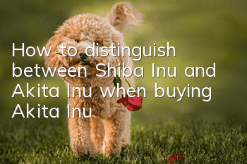 How to distinguish between Shiba Inu and Akita Inu when buying Akita Inu