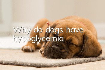 Why do dogs have hypoglycemia?